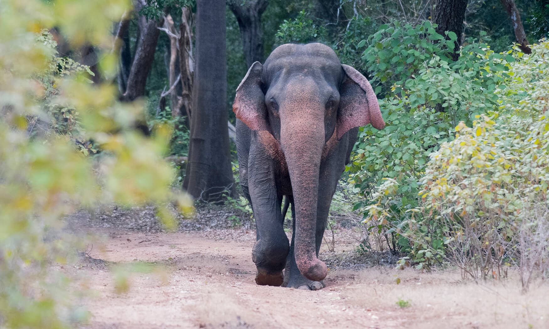 Kumana, Wildlife — private tour destination with Kiara Tours