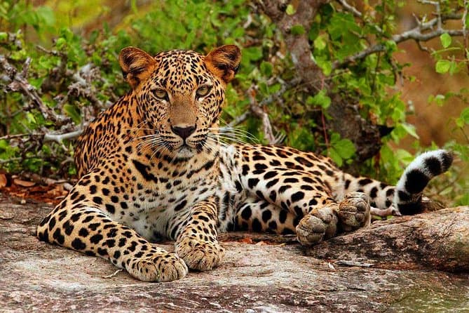 Yala & Wilpattu Safari Guide — Sri Lanka travel guide by Kiara Tours